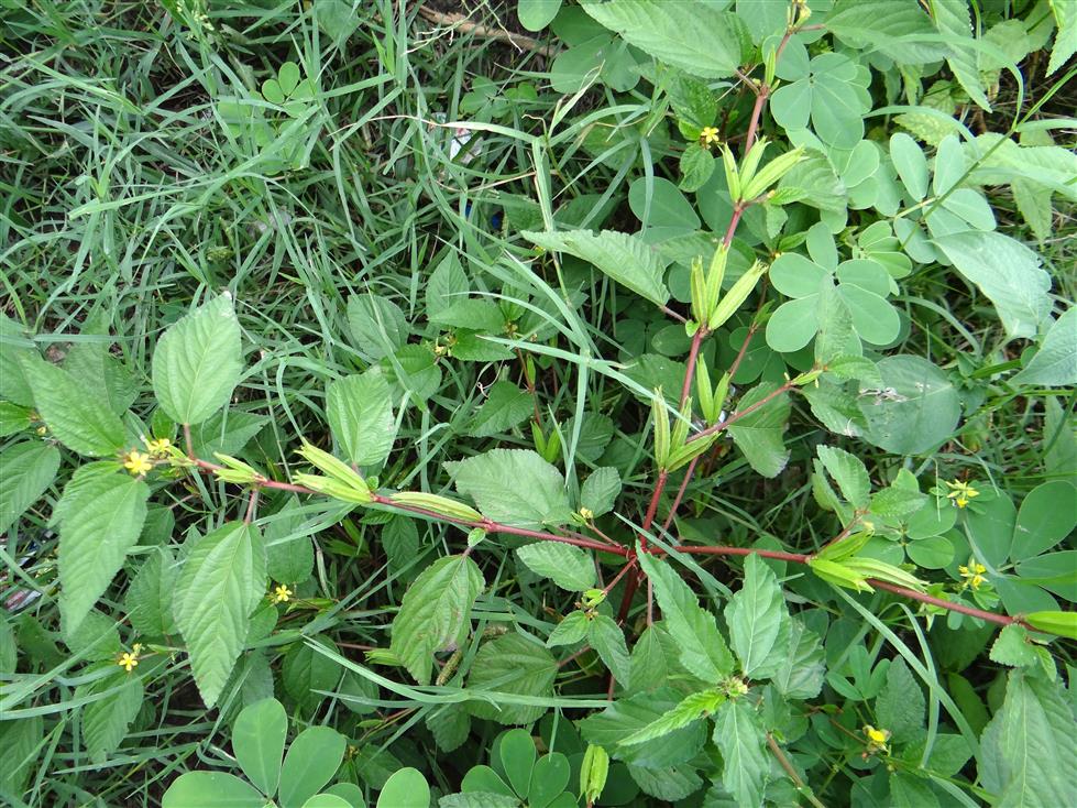 Corchorus aestuans